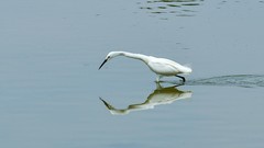 浅水见鹭影
