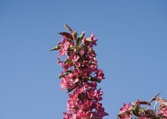 春花灿烂（13）
