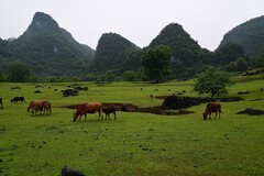 柳州版大草原