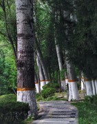周日上一贴扫街抓拍和花草风景片