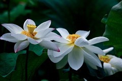 随拍——仲夏赏荷