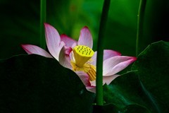 随拍——仲夏赏荷