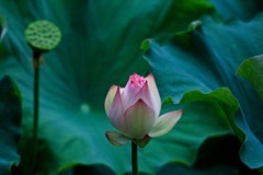 随拍——仲夏赏荷