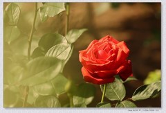 月季花【丙午年-288】