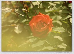 月季花【丙午年-288】