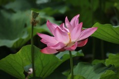2026182 荷 花