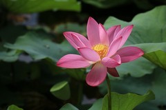 2026182 荷 花