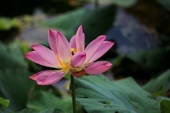 2026182 荷 花