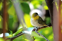 杨桃树上的绣眼（六）