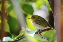 杨桃树上的绣眼（六）