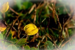 大学城随拍——小黄花-2