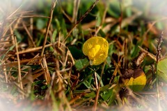 大学城随拍——小黄花-2