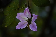 初春随拍（二）