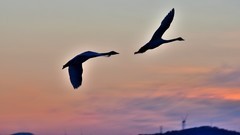 【视觉光影】美 丽 的 大 天 鹅 （34）