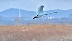 【视觉光影】美 丽 的 大 天 鹅 （34）