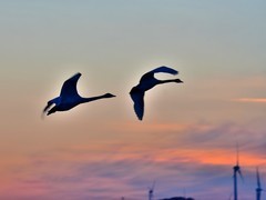 【视觉光影】美 丽 的 大 天 鹅 （34）