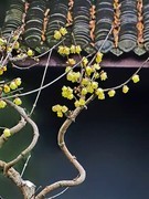 腊梅黄
