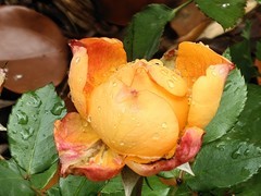 拍摄花卉一（1050）