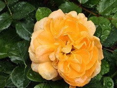 拍摄花卉一（1050）
