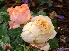 拍摄花卉一（1050）