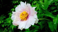 夏天的大丽花儿