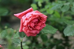 2026052 月 季 花