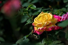 2026052 月 季 花