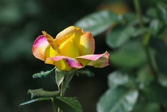 2026052 月 季 花