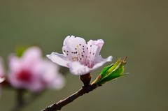2026桃花（6）