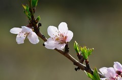 2026桃花（6）