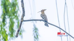 三一八公园里的戴胜（7）