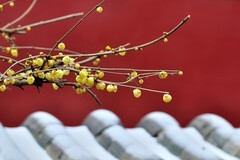 【视觉光影】梅花香自苦寒来（6）