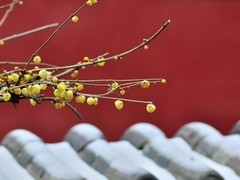 【视觉光影】梅花香自苦寒来（6）