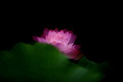 荷花 (46)