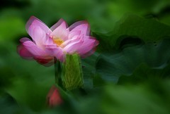 荷花 (46)