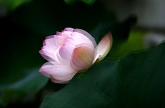 荷花 (46)