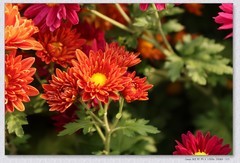 花坛中的小花花【乙巳年-208】