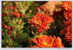 花坛中的小花花【乙巳年-208】