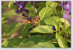 花坛中的小花花【乙巳年-208】