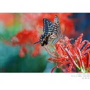 9月1日  凤蝶与彼岸花