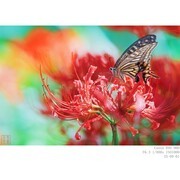 9月1日  凤蝶与彼岸花