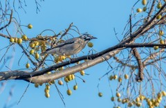 灰椋鸟（十三）