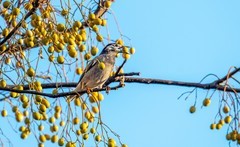 灰椋鸟（十三）