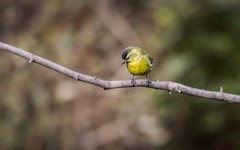 小黄雀（七十二）