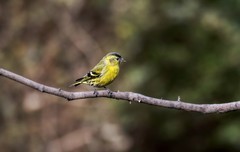 小黄雀（七十二）