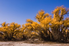 外出随拍（645）.