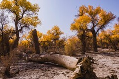 外出随拍（645）.