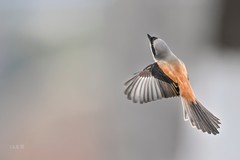 按一下快门得一串