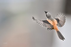 按一下快门得一串