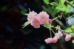 花花草草（十八）